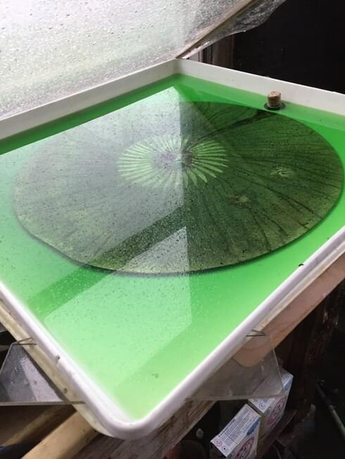 Melissa Strawser, Intaglio Printmaking Artist, Sculptress, Author, 4th Generation 